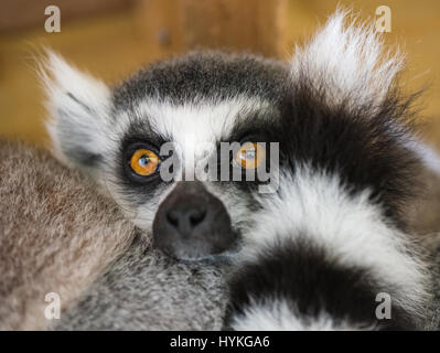 Anello-tailed Lemur gruppo Foto Stock