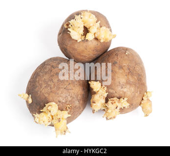 Le patate con i germogli isolati su sfondo bianco Foto Stock