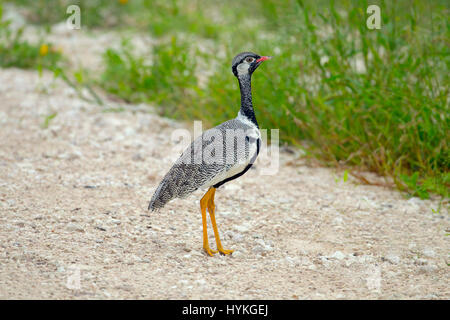 Nero nord korhaan Afrotis afraoides Etosha National Park Namibia Foto Stock
