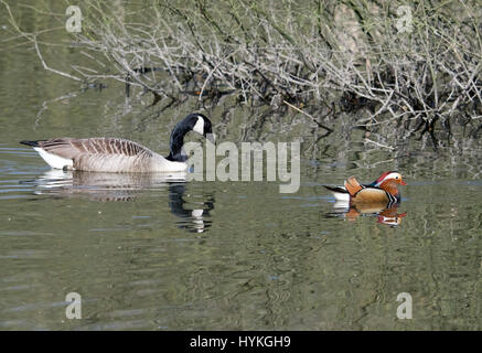 Un Canada Goose segue un mandarino maschio nella Riserva Naturale in New Mills, Derbyshire Foto Stock