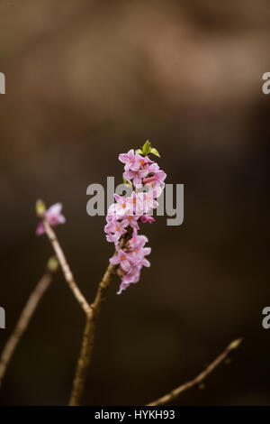 Di un bel colore rosa Daphne mezereum fiorisce in un habitat naturale in primavera. Foto Stock