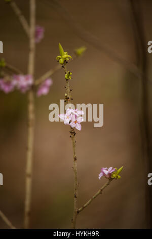 Di un bel colore rosa Daphne mezereum fiorisce in un habitat naturale in primavera. Foto Stock