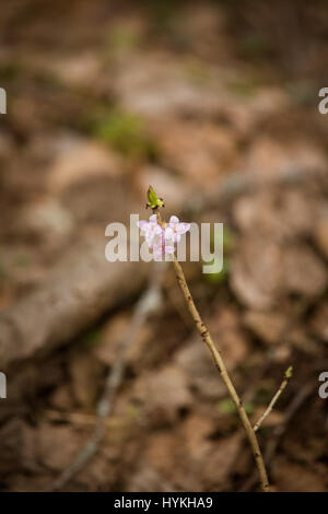 Di un bel colore rosa Daphne mezereum fiorisce in un habitat naturale in primavera. Foto Stock