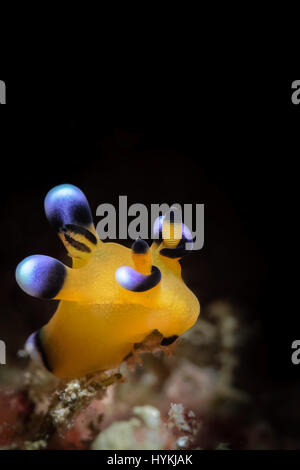 Oceano Pacifico, in Asia: un arancione nudibranch o Pikachu nudi. Questi minuscoli oceano-critters sono uno spettacolo per gli occhi come essi mostrano i loro effetti caleidoscopici in tutta la loro gloria. Questo sottomarino esplosione sensoriale è stata abilmente catturati da una telecamera da sportello Bancomat nel suo tempo libero. Le immagini mostrano un verde bianco e blu canocchia a sorvegliare le uova, una gravidanza cavalluccio marino pigmeo, un arancione Nudibranch noto anche come Pikachu nudi dopo il cartoon giapponesi carattere, nonché del ciambellano Nembrotha, somigliante ad un toro attorno alla carica fuori da un pezzo di corallo. Fotografo amatoriale Lynn Wu (34), era in grado di Foto Stock