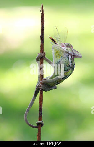 WEST JAKARTA, Indonesia: la foto di un camaleonte con la sua testa inclinata indietro mangiare una libellula mentre è appesa su un bastone. Non prendendo prigionieri, questo killer Chameleon è stato strappato avente veramente bene e 'lambito' la sua preda. Le immagini mostrano questo camaleonte velato spara per uccidere la sua dragon-fly target con il suo incredibilmente veloce e linguetta appiccicosa. La serie di scatti mostra il cecchino Silent pick off il suo marchio e non perdere tempo in gobbling it up intera. Graphic designer Kurit Afsheen (34) è stato in grado di catturare questo rapido scambio di fuoco nella sua città natale di Cengkareng in West Jakarta, Indonesia. Foto Stock