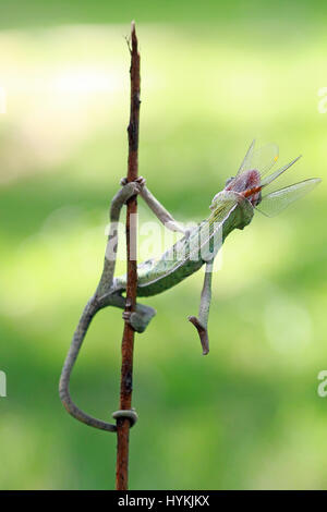 WEST JAKARTA, Indonesia: la foto di un camaleonte con una mano su un bastone e mentre appeso fuori a mangiare una libellula. Non prendendo prigionieri, questo killer Chameleon è stato strappato avente veramente bene e 'lambito' la sua preda. Le immagini mostrano questo camaleonte velato spara per uccidere la sua dragon-fly target con il suo incredibilmente veloce e linguetta appiccicosa. La serie di scatti mostra il cecchino Silent pick off il suo marchio e non perdere tempo in gobbling it up intera. Graphic designer Kurit Afsheen (34) è stato in grado di catturare questo rapido scambio di fuoco nella sua città natale di Cengkareng in West Jakarta, Indonesia. Foto Stock