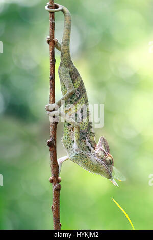 WEST JAKARTA, Indonesia: la foto di un camaleonte dopo quasi la finitura di mangiare una libellula percorrendo a piedi un bastone. Non prendendo prigionieri, questo killer Chameleon è stato strappato avente veramente bene e 'lambito' la sua preda. Le immagini mostrano questo camaleonte velato spara per uccidere la sua dragon-fly target con il suo incredibilmente veloce e linguetta appiccicosa. La serie di scatti mostra il cecchino Silent pick off il suo marchio e non perdere tempo in gobbling it up intera. Graphic designer Kurit Afsheen (34) è stato in grado di catturare questo rapido scambio di fuoco nella sua città natale di Cengkareng in West Jakarta, Indonesia. Foto Stock