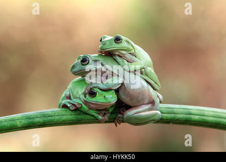 Immagini divertenti di tre su Kermit-ed rane creando una pila-up durante il tentativo di attraversare lo stesso ramo sono stati catturati. Il comico riprese mostrano come lo sventurato losca Rane di albero ha preso parte in un testardo face-off prima di tentare di scavalcare ogni altro nella più maldestra-cercando modo. Infine dare il lazy rane a finire che giace al di sopra di ogni altro. Il divertente momento fu catturato da jakarta-basato fotografo dilettante tanto Yensen (35) nel suo giardino. Foto Stock