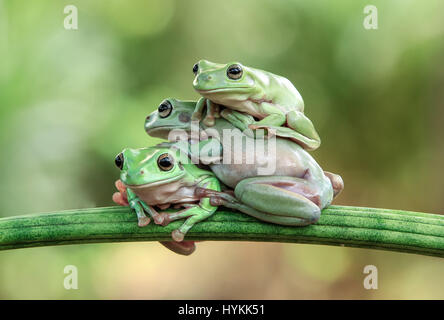 Immagini divertenti di tre su Kermit-ed rane creando una pila-up durante il tentativo di attraversare lo stesso ramo sono stati catturati. Il comico riprese mostrano come lo sventurato losca Rane di albero ha preso parte in un testardo face-off prima di tentare di scavalcare ogni altro nella più maldestra-cercando modo. Infine dare il lazy rane a finire che giace al di sopra di ogni altro. Il divertente momento fu catturato da jakarta-basato fotografo dilettante tanto Yensen (35) nel suo giardino. Foto Stock