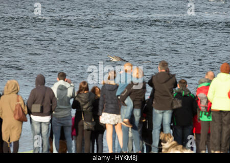 I delfini sono stati innestati trattare gli astanti a una antenna di spettacolari show da ciò che il fotografo insiste è il posto migliore in Europa per il carismatico creature - Scozia. La bottiglia di delfini dal naso a erano in un allegro e sembrava essere il tentativo di superarsi a vicenda come hanno sparato fuori dall'acqua e in alto l'aria, con alcuni addirittura raggiungere altezze di 20-piedi. Le immagini sono state acquisite a Chanonry Point dal Wildlife fotografo e guida Andy Howard (45), da Inverness. Foto Stock