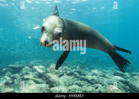 SNOGGING leoni di mare sono state catturate indulgere in una bocca piena bacio che avrebbe messo più amorosa giovane adolescente di vergogna. Altro lato-splitting immagini mostrano il divertimento-amoroso dei leoni di mare giocando tag e subacquea di wrestling con fotografo locale Mario Chow al largo delle coste del Messico. Il curioso i mammiferi marini non ha esitato a controllare la sua fotocamera e scoprire esattamente che cosa è stato, con un recupero di un vicino e selfie photobomb prima e poi provare un curioso morso sul £2.000 gadget. Foto Stock