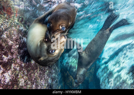 SNOGGING leoni di mare sono state catturate indulgere in una bocca piena bacio che avrebbe messo più amorosa giovane adolescente di vergogna. Altro lato-splitting immagini mostrano il divertimento-amoroso dei leoni di mare giocando tag e subacquea di wrestling con fotografo locale Mario Chow al largo delle coste del Messico. Il curioso i mammiferi marini non ha esitato a controllare la sua fotocamera e scoprire esattamente che cosa è stato, con un recupero di un vicino e selfie photobomb prima e poi provare un curioso morso sul £2.000 gadget. Foto Stock
