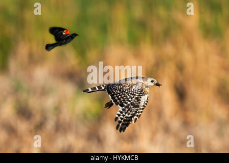 FLORIDA, USA: Il fantastico momento un rosso-winged blackbird rende un perfetto atterraggio sul retro di un falco è stata catturata da un fotografo dilettante. Le immagini mostrano una spalla rosso hawk inseguiti da un colore rosso-winged black bird e un comune grackle, prima il merlo arriva infine in per un atterraggio di sicurezza sul retro del Hawk in un incontro che è durato solo pochi secondi. L'uccello arrabbiato procede quindi a beccare il retro del falco. Pilota di linea Stuart Kaye (60) da Gainsville, Florida è abbastanza fortunato ad essere circondato da uccelli nativi che garantiscono un continuo approvvigionamento di materiale per la sua selvatica Foto Stock