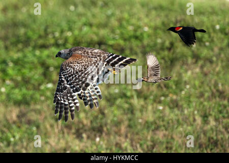 FLORIDA, USA: Il fantastico momento un rosso-winged blackbird rende un perfetto atterraggio sul retro di un falco è stata catturata da un fotografo dilettante. Le immagini mostrano una spalla rosso hawk inseguiti da un colore rosso-winged black bird e un comune grackle, prima il merlo arriva infine in per un atterraggio di sicurezza sul retro del Hawk in un incontro che è durato solo pochi secondi. L'uccello arrabbiato procede quindi a beccare il retro del falco. Pilota di linea Stuart Kaye (60) da Gainsville, Florida è abbastanza fortunato ad essere circondato da uccelli nativi che garantiscono un continuo approvvigionamento di materiale per la sua selvatica Foto Stock