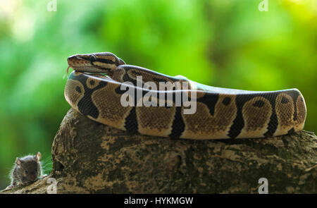 JAKARTA, Indonesia: il momento finale di un mouse sfortunato guardato dentro la lente della fotocamera prima che fosse deglutite intere da una fame python. Il creepy sequenza mostra come il Wild rettile pervadeva la sua preda prima di effettuare il serraggio con il mouse nelle sue ganasce e quasi sorridere per la fotocamera prima di gulping giù. La sorpresa-cercando mouse può essere visto facendo ultimo contatto visivo con stupore il supervisore delle finanze Erni Wijaya (34) da Jakarta, Indonesia prima di venire ingerite. Foto Stock