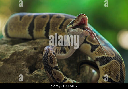 JAKARTA, Indonesia: il momento finale di un mouse sfortunato guardato dentro la lente della fotocamera prima che fosse deglutite intere da una fame python. Il creepy sequenza mostra come il Wild rettile pervadeva la sua preda prima di effettuare il serraggio con il mouse nelle sue ganasce e quasi sorridere per la fotocamera prima di gulping giù. La sorpresa-cercando mouse può essere visto facendo ultimo contatto visivo con stupore il supervisore delle finanze Erni Wijaya (34) da Jakarta, Indonesia prima di venire ingerite. Foto Stock