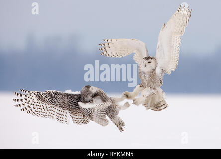 QUEBEC, CANADA: UN ignaro mouse è stata vittima di un Silenzioso ma mortale civetta delle nevi assassino. Immagini incredibili mostra il momento in cui la neve owl spies la sua preda e poi piomba in per uccidere senza lasciare alcuna traccia della caccia. Altri sapientemente acquisite immagini mostrano il bianco e il nero feathered flyer impegnati in una battaglia con un rivale e killing time out sulla neve-coperta di campo. Canadese appassionato di fauna selvatica Marc Latremouille (47) era in grado di fotografare questo maestoso predator in Quebec, Canada utilizzando la propria esperienza nella conduzione di workshop di fotografia. Foto Stock