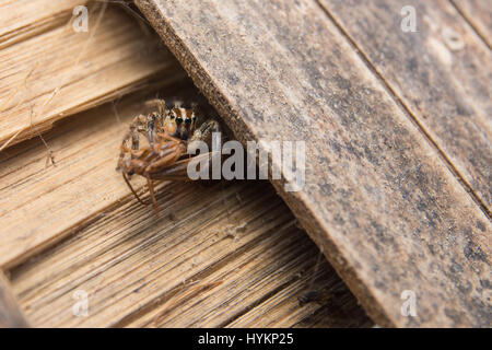 Jumping Spider(Salticidae), Crociera in Thailandia su legno di bambù. Foto Stock