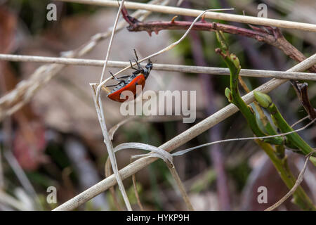 Close-up di una coccinella (Coccinellidae) appeso a testa in giù su un blade a secco di erba Foto Stock