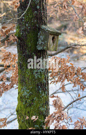 Molto vecchio di uccelli nidificanti box coperto di licheni e muschi, appeso a un albero in primavera Foto Stock
