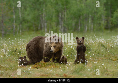 Il momento esilarante a bear cub ha preso un po' di tempo fuori dal suo solito famiglia buffonate per eseguire ciò che appare essere il tai-chi è stato catturato da un scioccato istruttore di fitness. Mentre momma Orso e i suoi fratelli cub sniff intorno come normali creature della foresta, foto mostrano come uno dei giovani si sono alzati in piedi sulle zampe posteriori e cominciò in posa come un monaco Shaolin. Questo wannabe Tai-Chi master anche ruotato le sue zampe come è stato veramente eseguendo l antica arte cinese La sequenza termina quando il Bear Cub previsti la sua momma a partecipare - ma lei purtroppo non ha risposto e ha continuato a studiare la polv Foto Stock