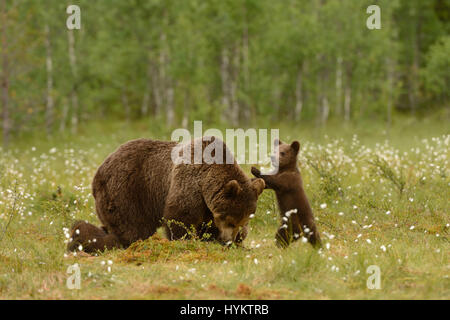 Il momento esilarante a bear cub ha preso un po' di tempo fuori dal suo solito famiglia buffonate per eseguire ciò che appare essere il tai-chi è stato catturato da un scioccato istruttore di fitness. Mentre momma Orso e i suoi fratelli cub sniff intorno come normali creature della foresta, foto mostrano come uno dei giovani si sono alzati in piedi sulle zampe posteriori e cominciò in posa come un monaco Shaolin. Questo wannabe Tai-Chi master anche ruotato le sue zampe come è stato veramente eseguendo l antica arte cinese La sequenza termina quando il Bear Cub previsti la sua momma a partecipare - ma lei purtroppo non ha risposto e ha continuato a studiare la polv Foto Stock