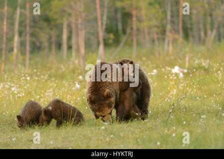 Il momento esilarante a bear cub ha preso un po' di tempo fuori dal suo solito famiglia buffonate per eseguire ciò che appare essere il tai-chi è stato catturato da un scioccato istruttore di fitness. Mentre momma Orso e i suoi fratelli cub sniff intorno come normali creature della foresta, foto mostrano come uno dei giovani si sono alzati in piedi sulle zampe posteriori e cominciò in posa come un monaco Shaolin. Questo wannabe Tai-Chi master anche ruotato le sue zampe come è stato veramente eseguendo l antica arte cinese La sequenza termina quando il Bear Cub previsti la sua momma a partecipare - ma lei purtroppo non ha risposto e ha continuato a studiare la polv Foto Stock