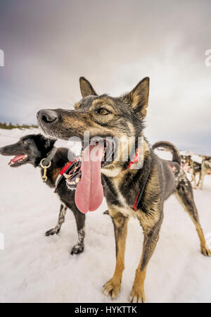 Huskies, slitte trainate da cani, Lapponia, Svezia Foto Stock