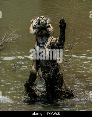 JAKARTA, Indonesia: una rara tigre di Sumatra è stato strappato avente un gracidare dei buoni tempi in acque fangose. Uno di appena 400 lasciato in vita sul nostro pianeta, tigre di Sumatra, Lano è raffigurato coperto di fango e piena di gioie della primavera, avendo appena recuperato un chunky coscia di pollo durante il periodo di alimentazione allo Zoo. L'incredibile cercando bestia può essere visto mostrare il suo enorme potere come egli si è insinuato attraverso l acqua per afferrare il suo pranzo. Manager tanto Yensen (36) da Jakarta Indonesia stato abbastanza fortunato per catturare queste immagini su un viaggio al suo locale giardino zoologico Ragunan. Foto Stock