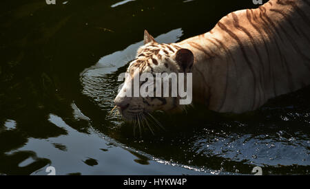 Giardino zoologico Ragunan, INDONESIA: questa tigre del Bengala sta facendo molto scalpore come catturati dalle telecamere un fotografo dilettante in questo quaranta minuti di incontro. Le immagini mostrano la forza di questo maestoso gatto grande come sembra in linea retta la lente della fotocamera e prende una swipe, creando una colossale splash. Altre foto mostrano l'elegante predator spolvero al di fuori dell'acqua e quindi l'arresto per una macchia di idratazione. Fotografo amatoriale Fahmi Bhs (41) dall' Indonesia è stata in grado di ottenere all'interno di un braccio di lunghezza di Sinar tigre del Bengala durante il periodo di alimentazione al giardino zoologico Ragunan, Giacarta. Foto Stock