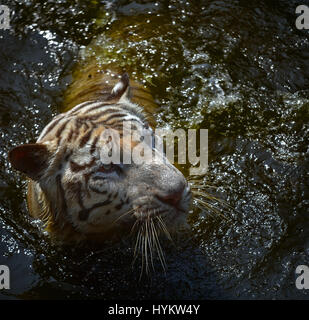 Giardino zoologico Ragunan, INDONESIA: questa tigre del Bengala sta facendo molto scalpore come catturati dalle telecamere un fotografo dilettante in questo quaranta minuti di incontro. Le immagini mostrano la forza di questo maestoso gatto grande come sembra in linea retta la lente della fotocamera e prende una swipe, creando una colossale splash. Altre foto mostrano l'elegante predator spolvero al di fuori dell'acqua e quindi l'arresto per una macchia di idratazione. Fotografo amatoriale Fahmi Bhs (41) dall' Indonesia è stata in grado di ottenere all'interno di un braccio di lunghezza di Sinar tigre del Bengala durante il periodo di alimentazione al giardino zoologico Ragunan, Giacarta. Foto Stock