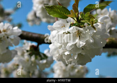 Fiori di colore bianco dei fiori di ciliegio in un giorno di primavera, Germania Foto Stock
