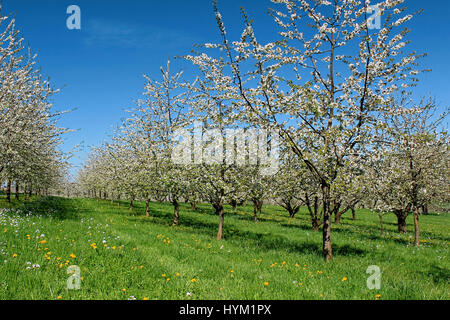 Fiori di colore bianco dei fiori di ciliegio in un giorno di primavera, Germania Foto Stock