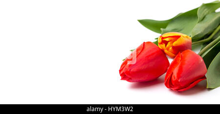 Tulipani rossi isolato su sfondo bianco. Tempo di primavera Foto Stock