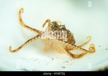 Polpo di noce di cocco, venato polpo (Amphioctopus marginatus), piccolo animale giovanile a nascondersi in una conchiglia Foto Stock