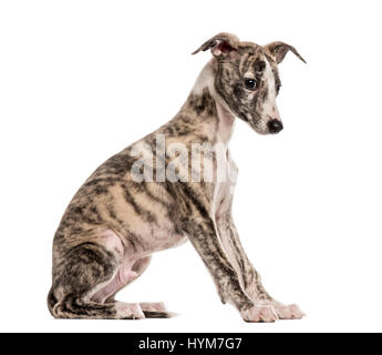 Il whippet seduta, 2,5 mesi, isolato su bianco Foto Stock