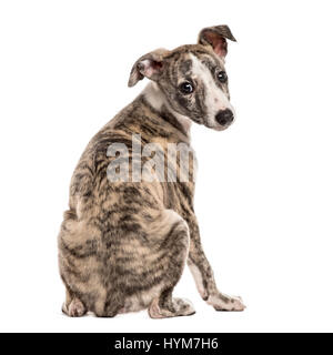 Vista posteriore di un whippet guardando indietro, 2,5 mesi, isolato su bianco Foto Stock