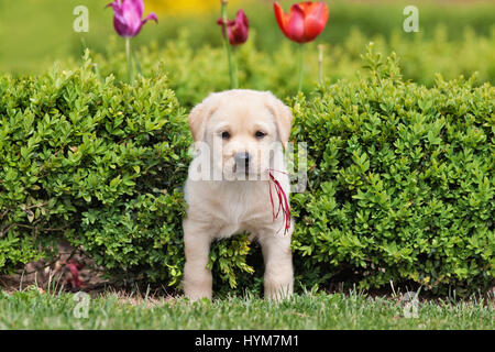 Il Labrador Retriever. Cucciolo giallo (8 settimane di età) in una siepe di bosso. Germania Foto Stock