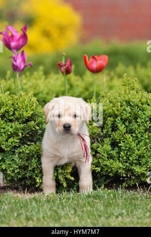 Il Labrador Retriever. Cucciolo giallo (8 settimane di età) in una siepe di bosso. Germania Foto Stock