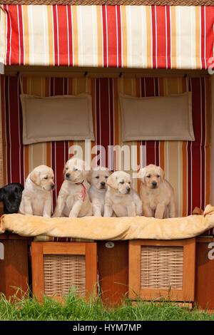 Il Labrador Retriever. Cinque cuccioli di giallo (8 settimane di età) in una sdraio sulla spiaggia. Germania Foto Stock