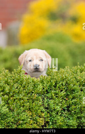 Il Labrador Retriever. Cucciolo giallo (8 settimane di età) cerca su legno di bosso. Germania Foto Stock