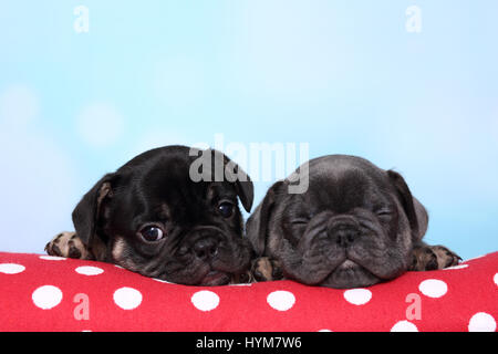 Bulldog francese. Due Cuccioli che giace sul cuscino rosso con il bianco pois, uno di loro dorme. Studio Immagine contro uno sfondo blu. Germania Foto Stock