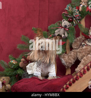 Yorkshire con camicia nella decorazione di Natale Foto Stock