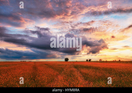 Landscape, sunny dawn in a field and meadow Foto Stock