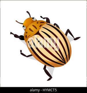 Illustrazione Vettoriale di Colorado potato beetle isolati su sfondo bianco Illustrazione Vettoriale