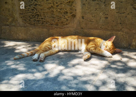 Orange gatto dorme nell'ombra di un albero e del fogliame sotto il sole. Malta. Foto Stock