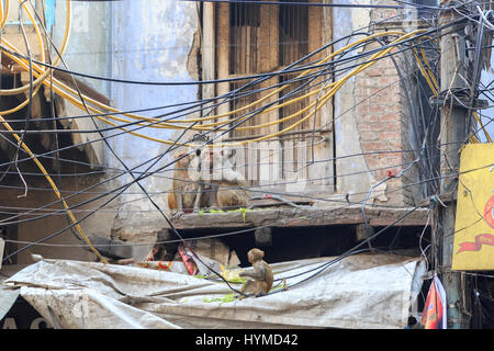 Markt und Basarviertel Chandni Chowk in Alt-Delhi, Indien Foto Stock