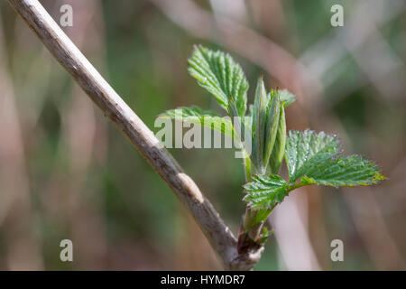 Wilde Himbeere, junge, zarte Blätter vor der Blüte, Rubus idaeus, lampone, raspa-berry Foto Stock