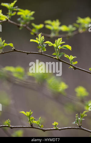 Wilde Himbeere, junge, zarte Blätter vor der Blüte, Himbeer-Ranken, Rubus idaeus, lampone, raspa-berry Foto Stock