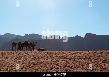 Giordania: fila di cammelli nel deserto di Wadi Rum, Valle della Luna, una valle tagliata in pietra arenaria e pietra di granito e guardando come il pianeta di Marte Foto Stock